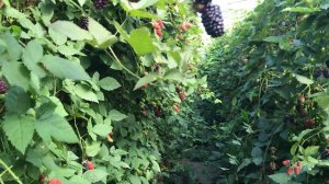Ежевика Карака блэк, середина августа 2020  - плодоношение.