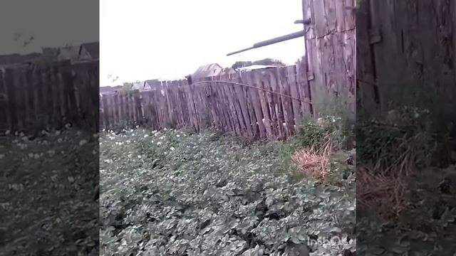 обрезала чеснок/как я буду его сушить/и опять жук тот самый полосатый смотреть онлайн