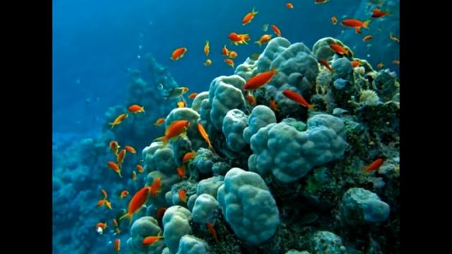 Морские обитатели смотреть онлайн