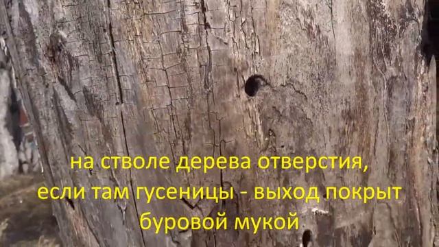 Вредная гусеница древоточец смотреть онлайн