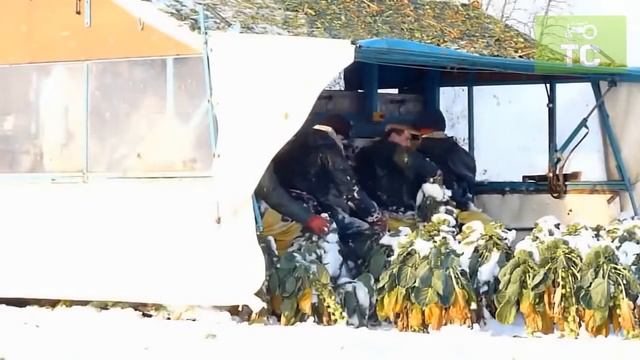 Сбор урожая брюссельской капусты смотреть онлайн