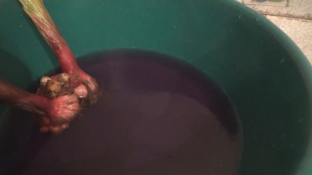 Подготовка крупных луковиц гладиолуса к зиме смотреть онлайн