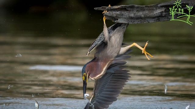Голоса птиц Как поёт Кваква (Nycticorax).mp4 смотреть онлайн