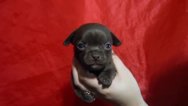 ЧИХУАХУА шоколадного окраса. П-к СЕКРЕТЫ ВИКТОРИИ смотреть онлайн