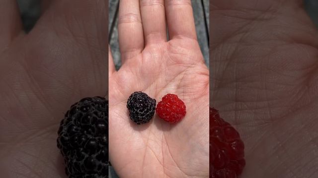 Black raspberry vs blackberry #raspberries #blackraspberry #blackberry #gardening #growfood #harves смотреть онлайн