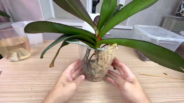 СПИРАЛИМ воздушные корни орхидеи для пересадки // орхидея в закрытой системе с фитилём для полива смотреть онлайн