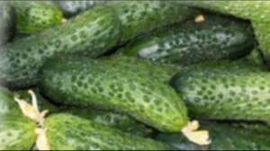 Выращивание огурцов Герман