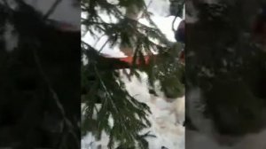 как валят лес бензопилой урал