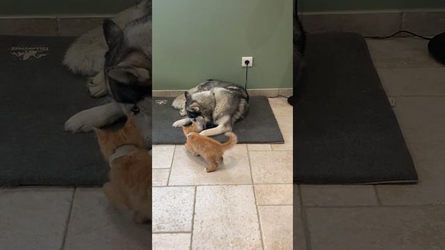 Котёнок против здорового пса! смотреть онлайн