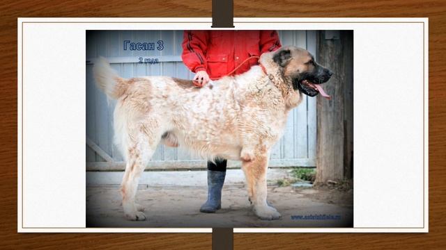 Племенной кровный кобель туркменского алабая. Питомник "ШИЛЕЛЕ". смотреть онлайн