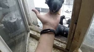 Дворовый голубь ест с рук