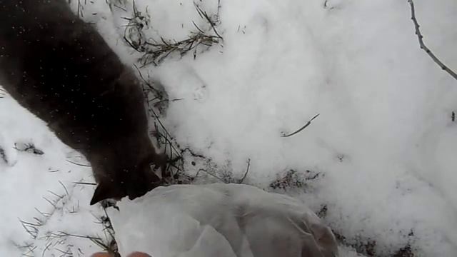 Первый снег котик голодный подкармливаю на даче смотреть онлайн