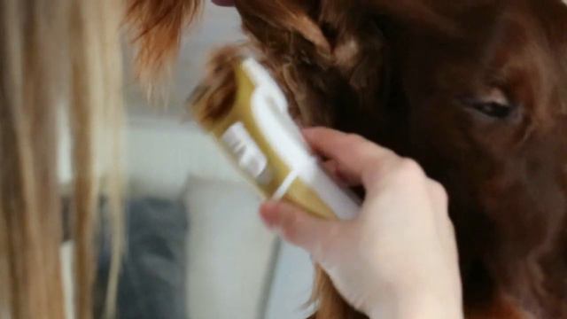 Grooming part 6 - Irish Red Setter | Neck 2.0 смотреть онлайн