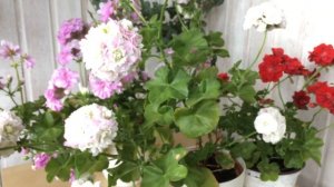 Пятна на листьях плющелистной пеларгонии как избавиться?