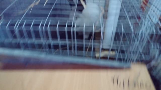 Кроликовод из России вывел новую породу кроликов% Rabbits from Russia смотреть онлайн