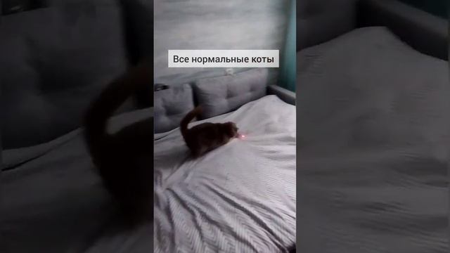 Обычные коты vs мой кот ? #кот #котенок #милыйкот #смешнойкот #смешно смотреть онлайн