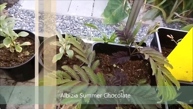 Greenhouse tour смотреть онлайн