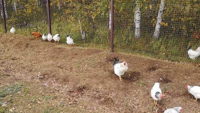 Молодки адлерские серебристые 18 недель первое яйцо