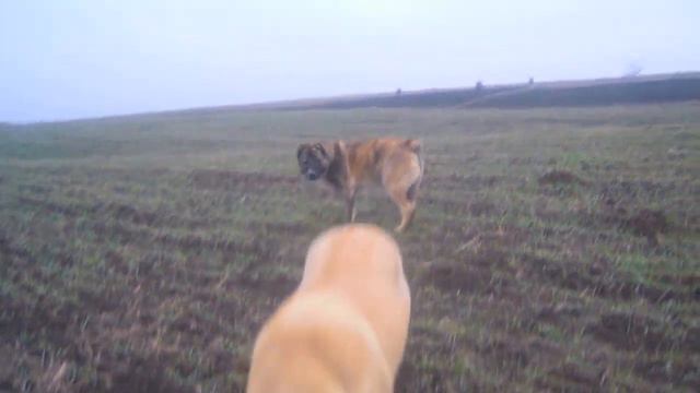 Копия видео "алабай 10 месяцев" смотреть онлайн