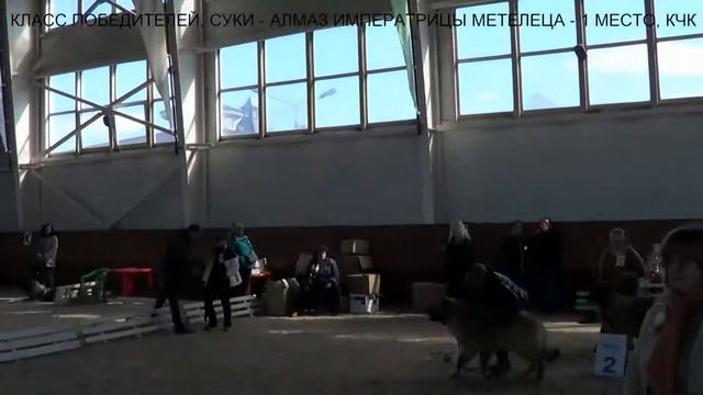 ВЫСТАВКА ПК 15.04.2017, КАВКАЗСКИЕ ОВЧАРКИ. СУКИ КЛ. ПОБЕДИТЕЛЕЙ www.r-risk.ru +79262205603 Татьяна смотреть онлайн
