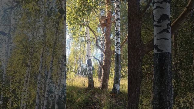 6 АВГУСТА 2024 ПРИЛЕТЕЛ РОЙ! ЗАЧЕМ?