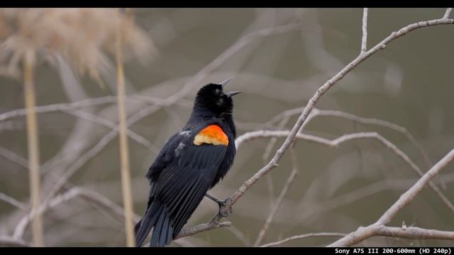 Sony 200-600mm vs Fuji 100-400mm (Pros & Cons to Full Frame) смотреть онлайн