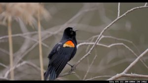 Sony 200-600mm vs Fuji 100-400mm (Pros & Cons to Full Frame)