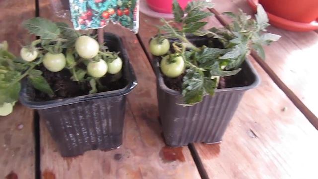 МАЛЕНЬКОЕ ЧУДО . В ГОСТЯХ У ЕЛЕНЫ ! ПОСМОТРИТЕ ДРУЗЬЯ ! смотреть онлайн