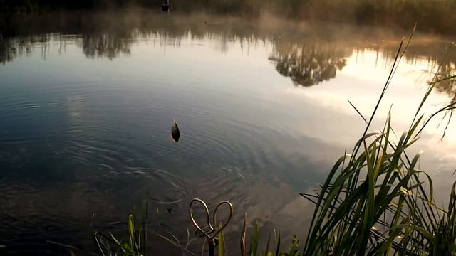 Рыбалка на Северском Донце. Как ловить плотву на фидер. смотреть онлайн