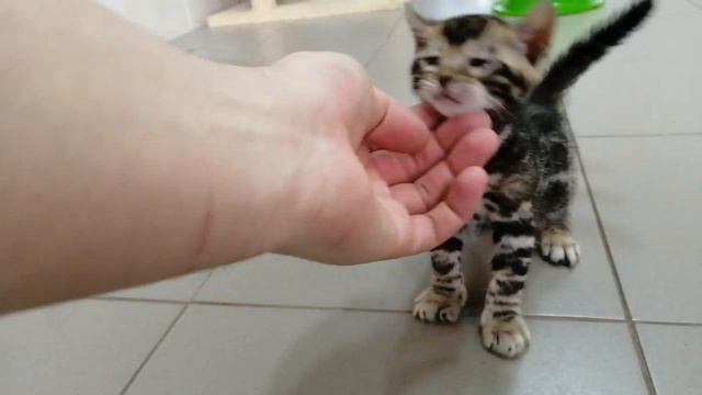 Бенгальские котята! Весёлые старты! #bengalcat