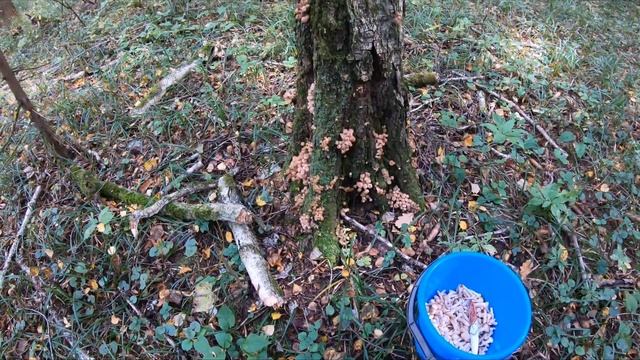 ОТКРЫЛ ГРИБНОЙ СЕЗОН. В ЛЕС ЗА ОПЯТАМИ смотреть онлайн