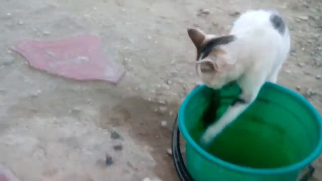 Умная кошка!!!!!!!!!!!!!!!!!!!!!!!!!!!!!!!!!!!!!!!!!!!!!!!!!!!!!!!!!!!!!!!!!!!!!!!!!!!!!!!!!!!!!!!! смотреть онлайн