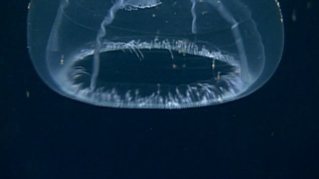 One Ocean: The Changing Sea I David Suzuki | TV Series | Season 1 I Episode 4 смотреть онлайн