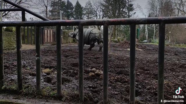 НОСОРОЖИЩЕ смотреть онлайн