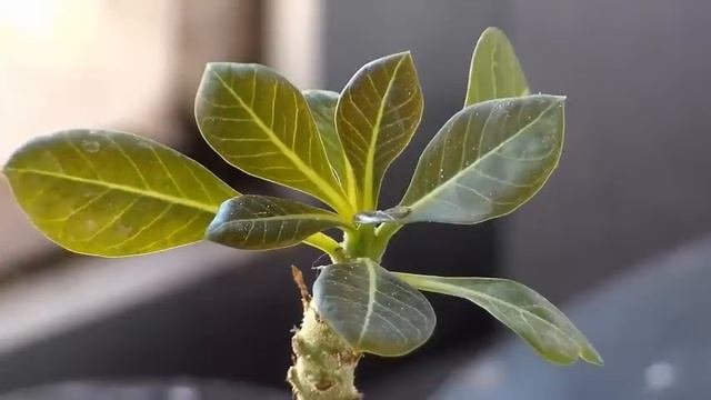 Adenium Socotranum