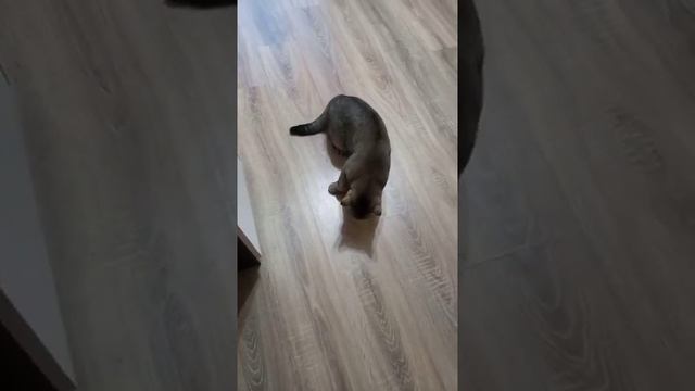 Пьяный кот не владеет ногами? Шотландский кот скоттиш страйт смотреть онлайн