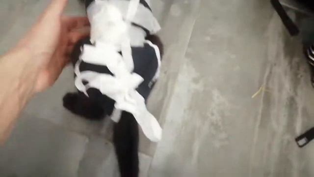 Как одеть послеаперационную папону на кошку своими руками смотреть онлайн