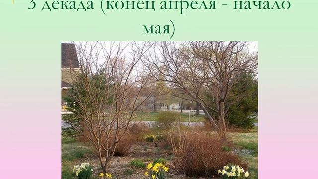 Весенние работы в цветниках смотреть онлайн