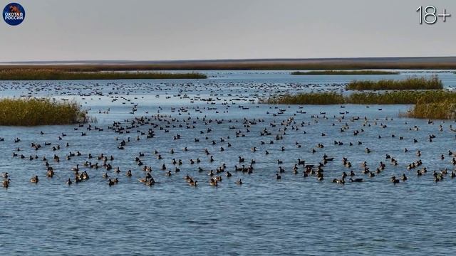Потрясающая Охота на гуся 2023. Аховые налёты. Тысячи гусей. Стволы горят. смотреть онлайн