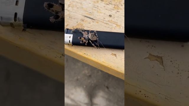 Большой паук. Краснодарский край. смотреть онлайн