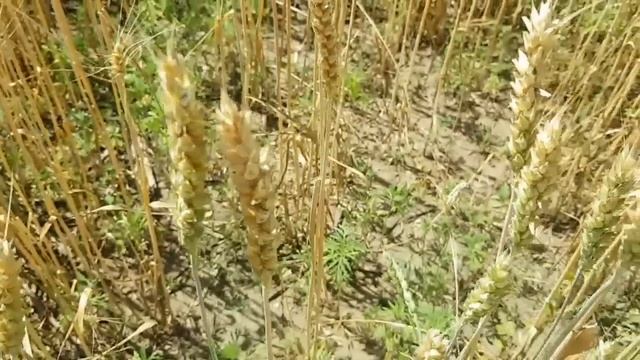 МАТЬ ПОПАЛАСЬ НА ЗАПРЕЩЁНКЕ И РАССКАЗАЛА ПРО НАДЮ ПРАВДУ