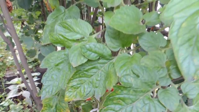 Помидоры ??? черри - монстры. Как укротить? Tomatoes смотреть онлайн