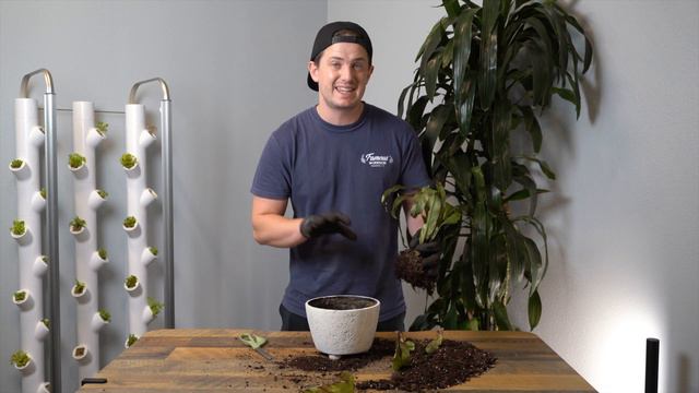 Birds Nest Fern Repot смотреть онлайн