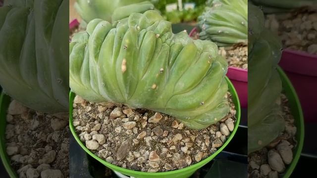 Most Beautiful Cactus | Most Expensive Cactus | Myrtillocactus Geometrizans Cristata |Μυρτιλοκακτος