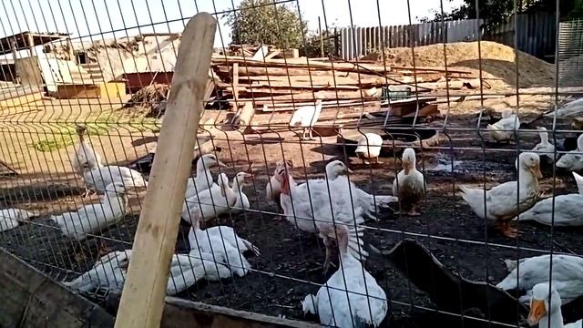 Моя птичка. БЕРНСКИЙ ЗЕННЕНХУНД. смотреть онлайн