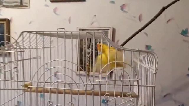 Самка какарика смотреть онлайн