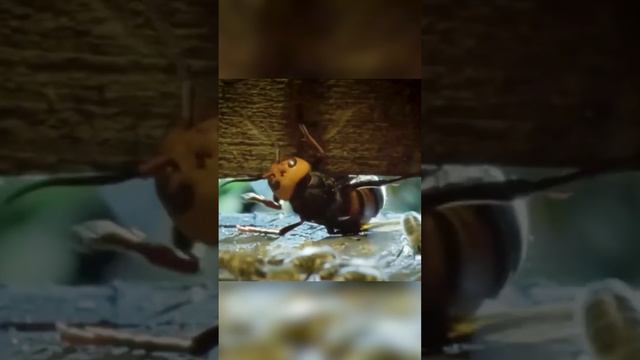 Удивительный способ борьбы пчел с шершнями смотреть онлайн