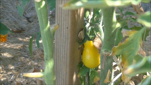 TOMATE : Poire Jaune