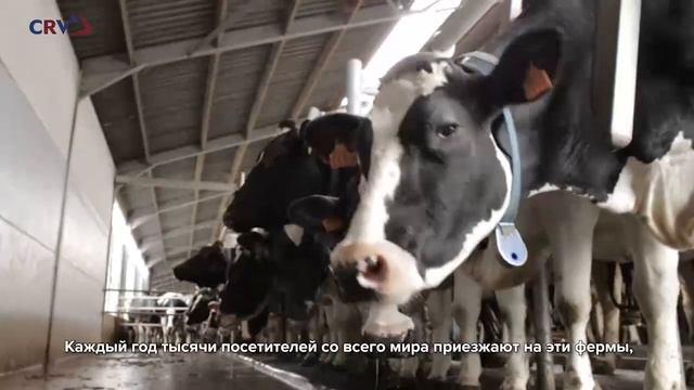 Испытательные фермы CRV смотреть онлайн
