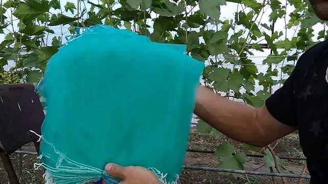 Как бороться с осами на винограде Сеточки для винограда от ос смотреть онлайн